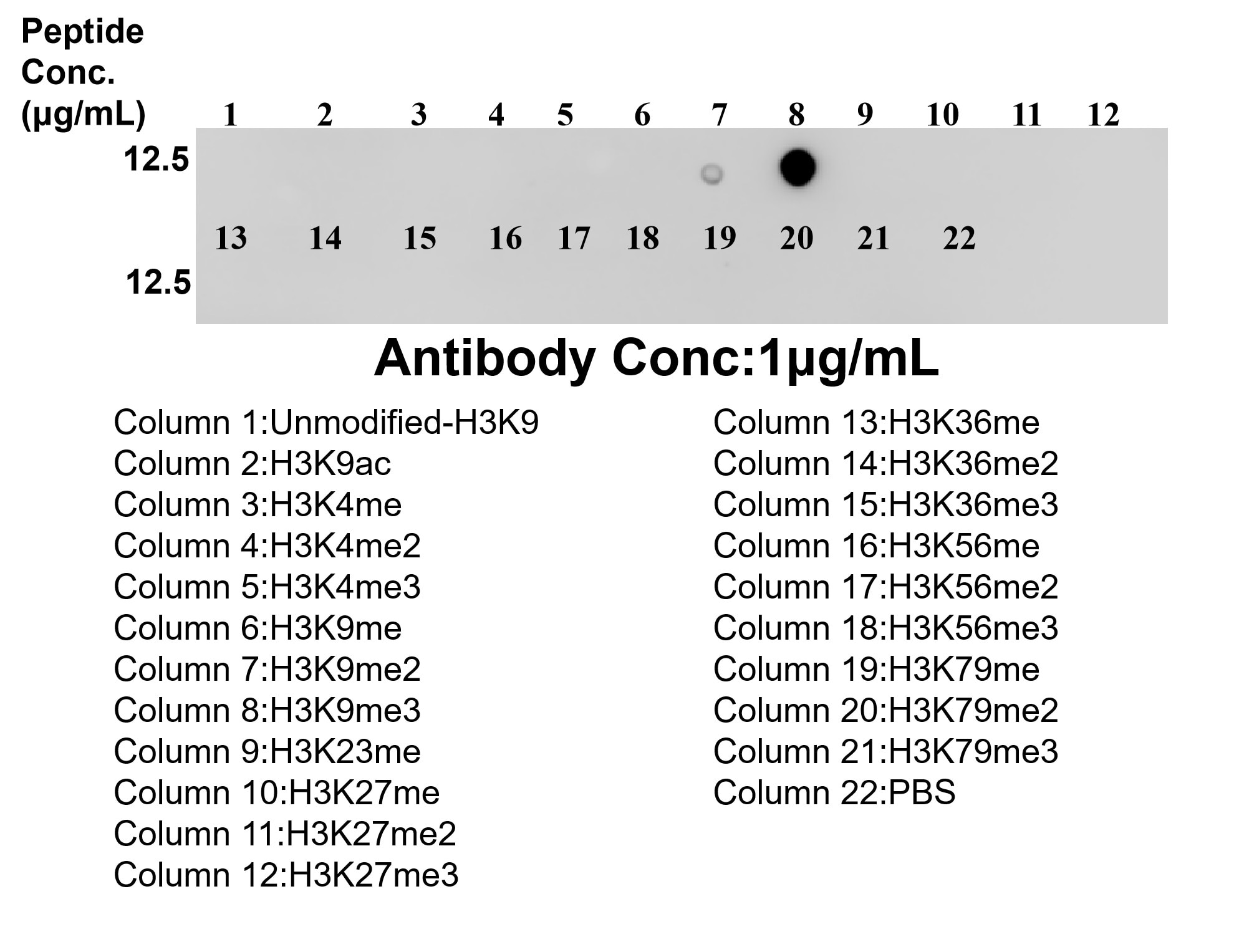 Dot Blot experiment of / using 80240-2-RR Dot Blot experiment of / using Di/Tri-Methyl-Histone H3 (Lys9) Recombinant monocl (80240-2-RR)